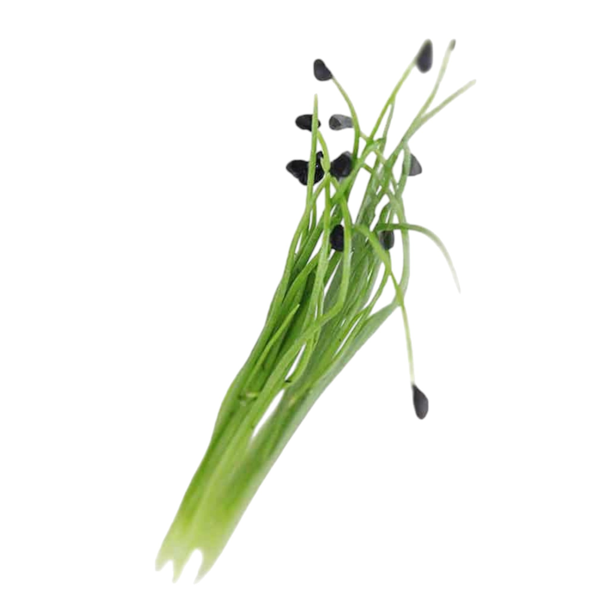 Garlic Chives