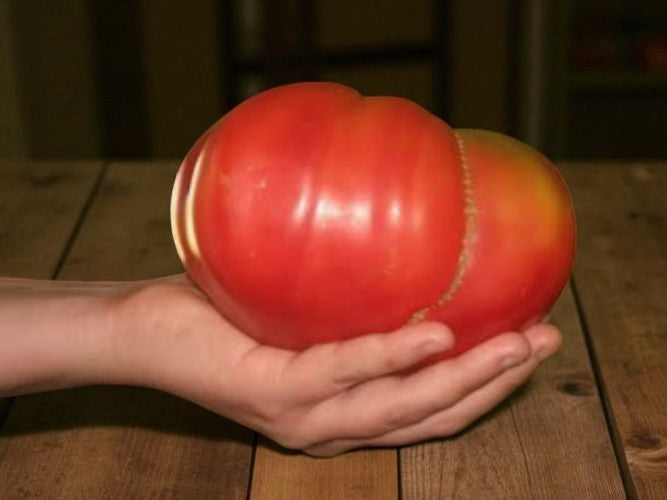 Tomate pastèque géante
