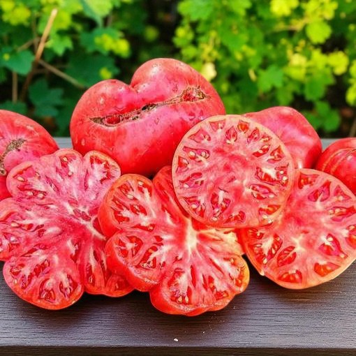 Tomate pastèque géante