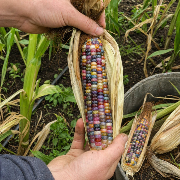 Glass Gem corn being harvested by hand in a garden