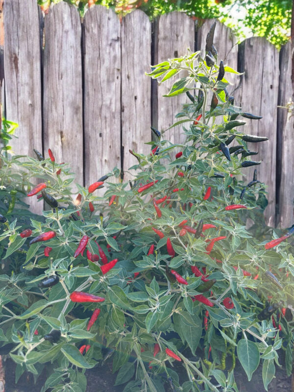 Goat Weed peppers growing on a plant with a wooden fence in the background