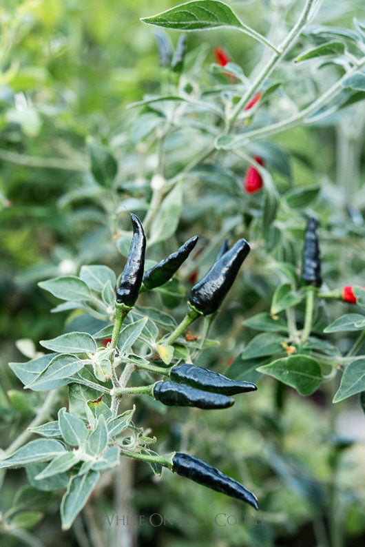 Black peppers growing on a plant with green leaves