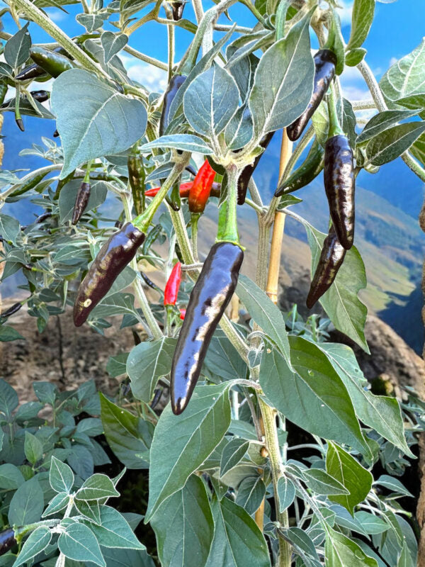 Goat Weed peppers growing on a plant with a blurred natural background