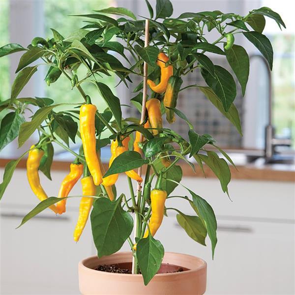 Golden Cayenne