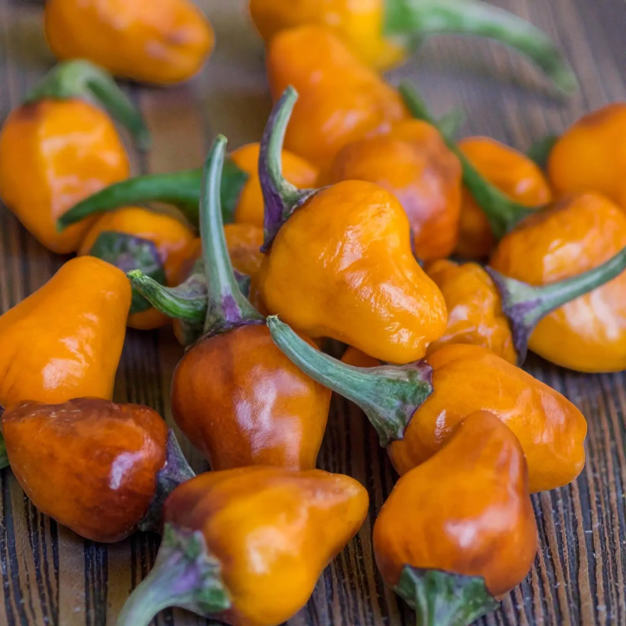 golden-nugget-pepper-hot-pepper-seed-1s