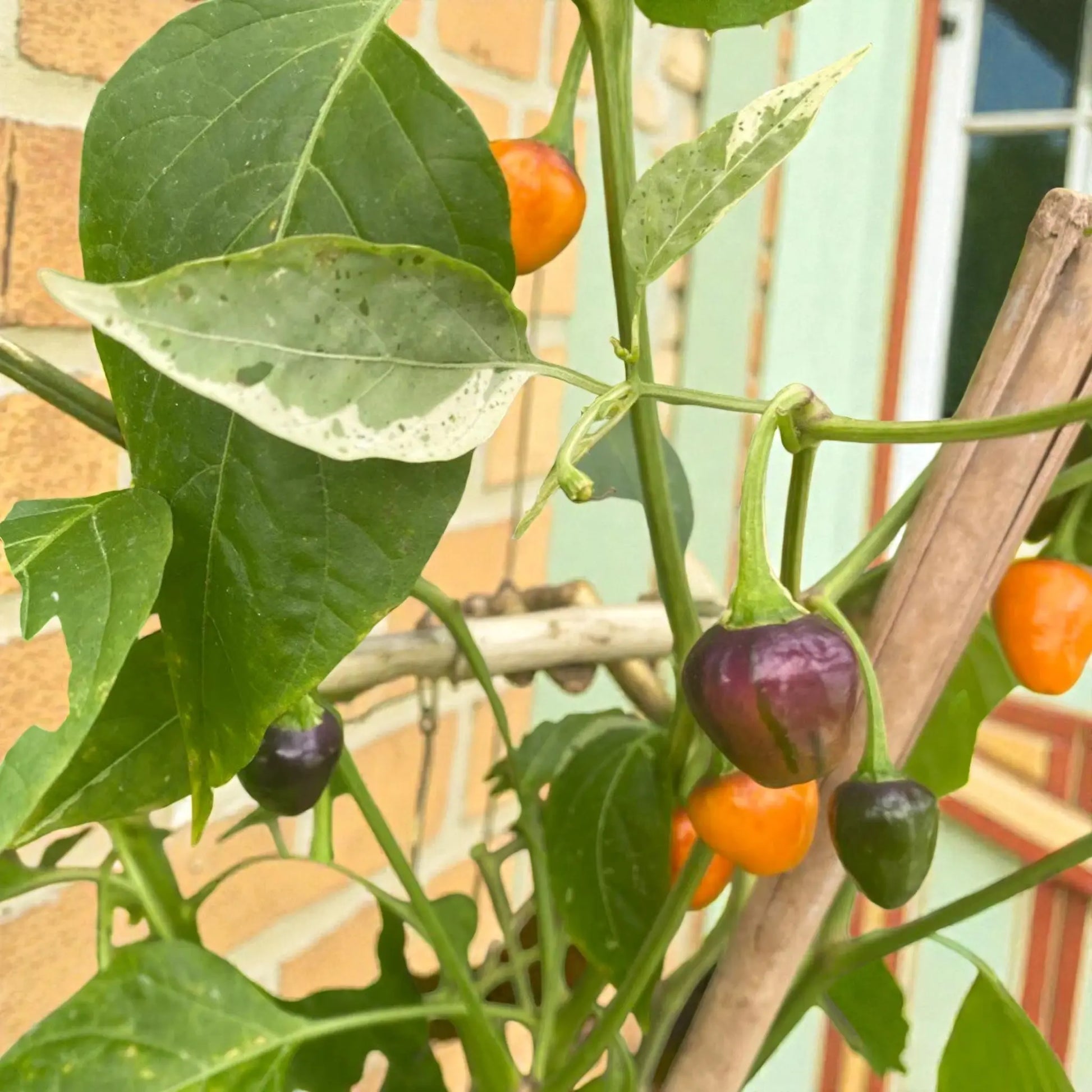 golden-nugget-pepper-hot-pepper-seed-2