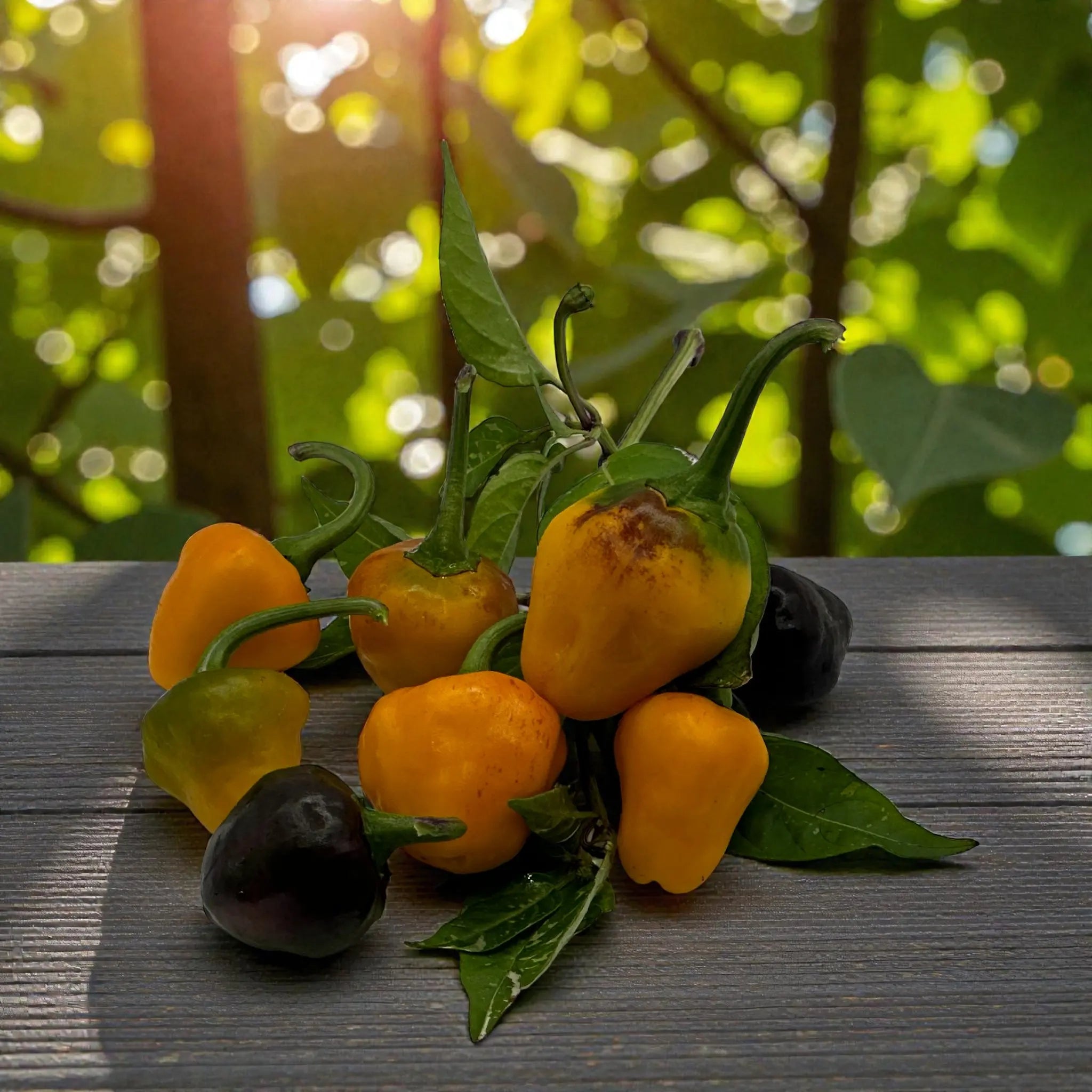 Yellow and orange peppers with green leaves on a wooden surface outdoors.