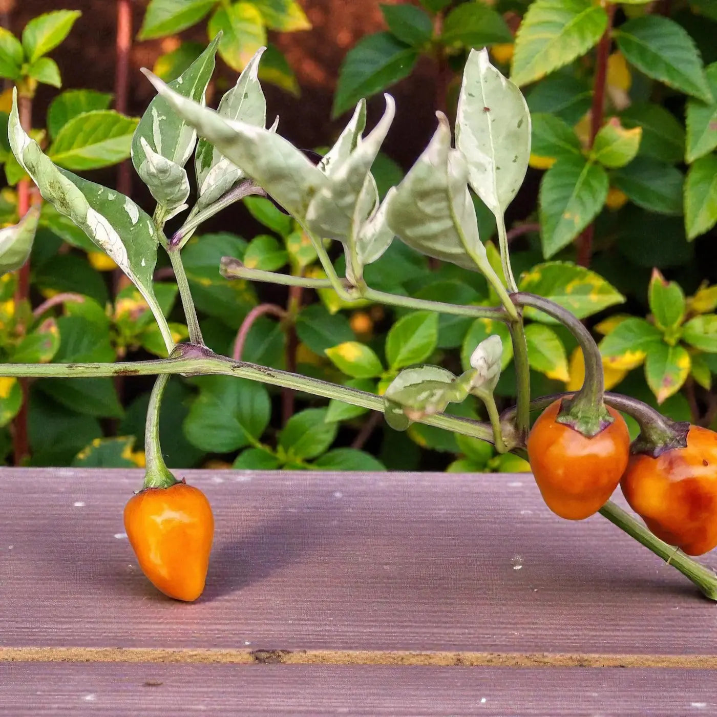 golden-nugget-pepper-hot-pepper-seeds