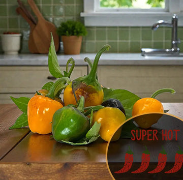 golden-nugget-pepper-seeds-hero