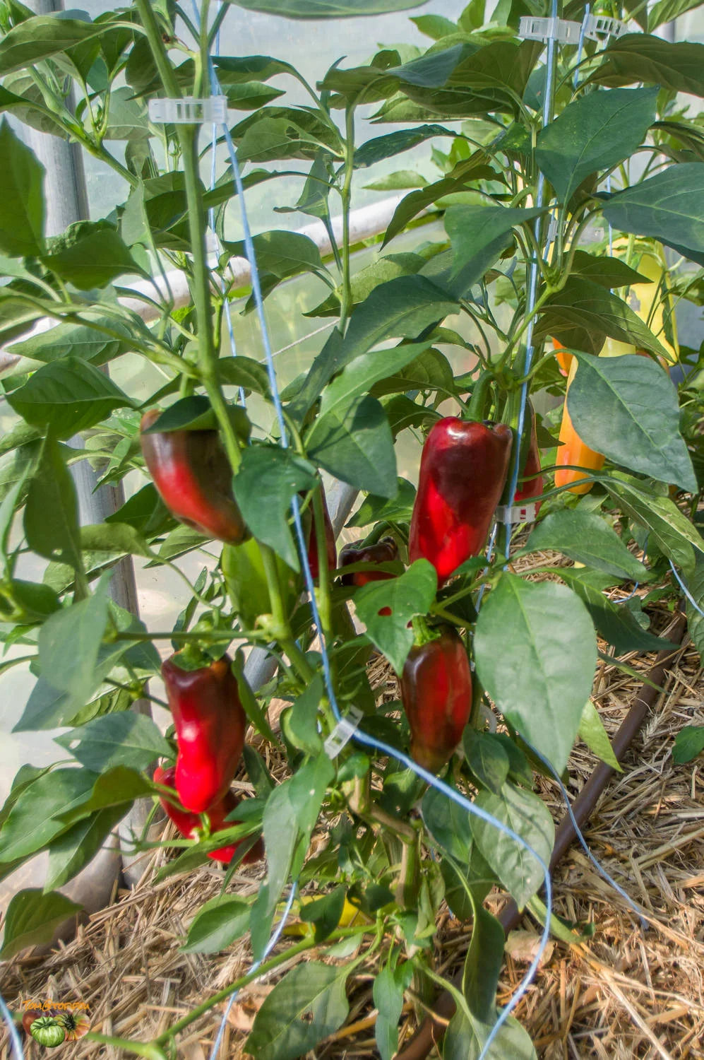 Grueso de Plaza Pepper