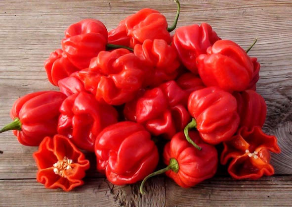 Habanero El Remo Pepper