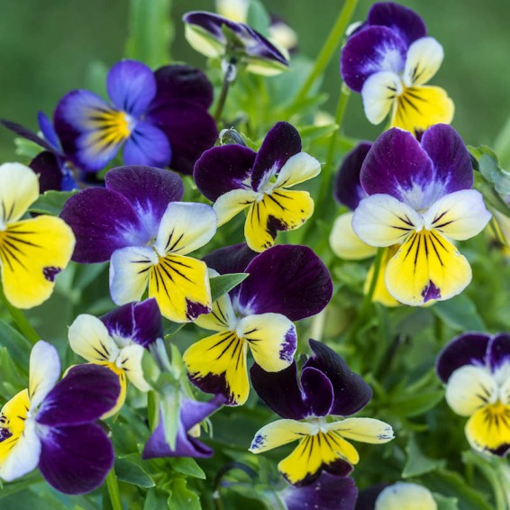 Helen Mount Viola Tricolor