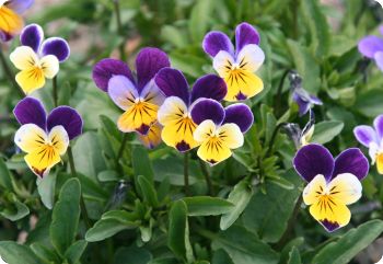 Helen Mount Viola Tricolor