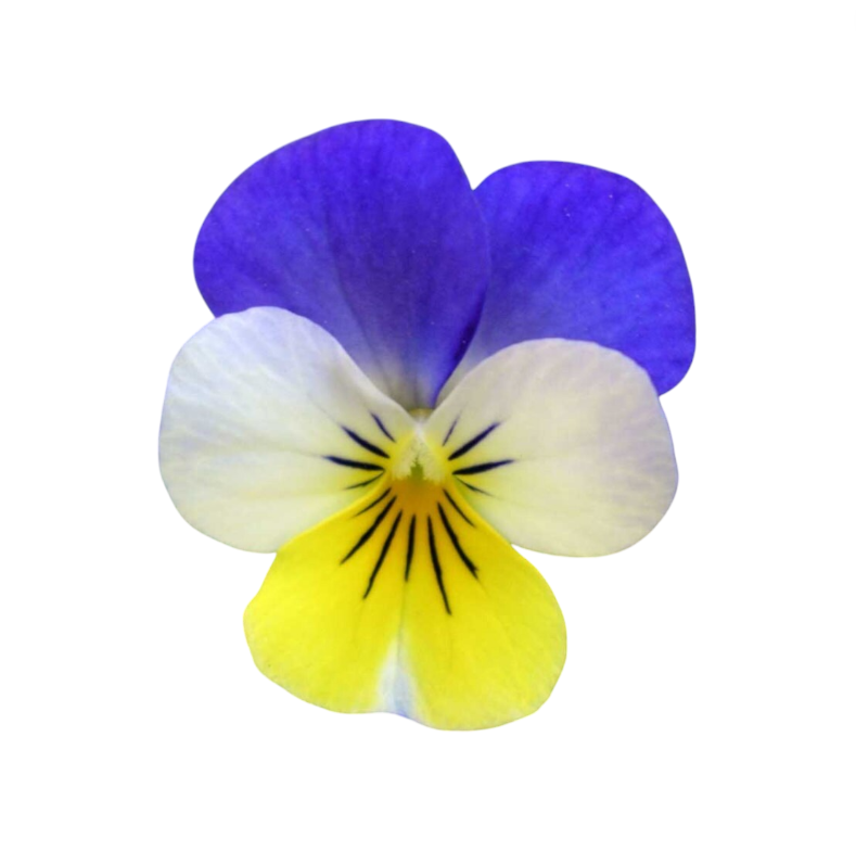 Helen Mount Viola Tricolor