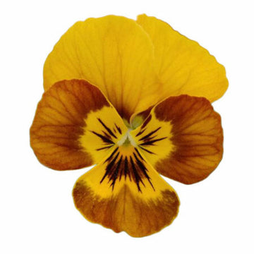 Sorbet Abeille Viola