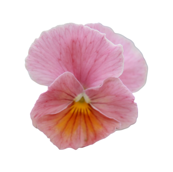Imperial Antique Shades F1 Viola X Wittrockiana Seeds - imperial antique shades f1 viola x wittrockiana edible flower seeds