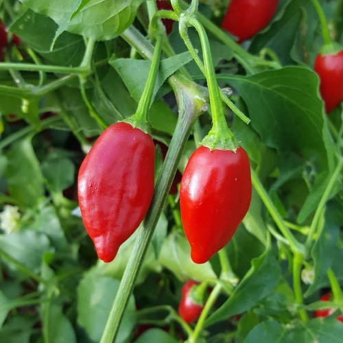 Inca Red Drop
