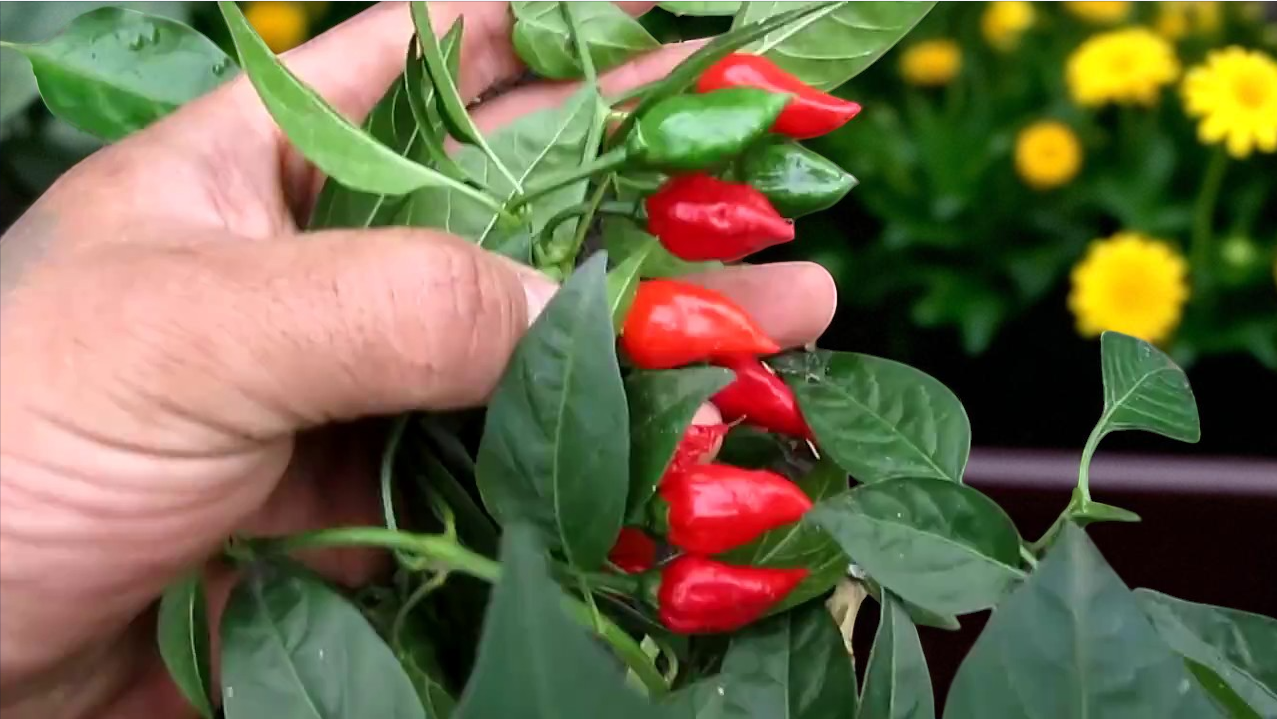 Inca Red Drop