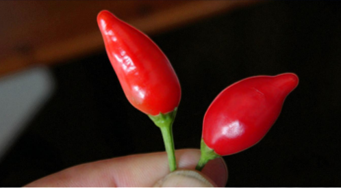 Inca Red Drop
