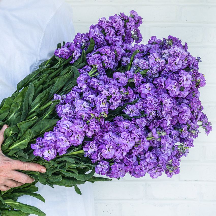 Matthiola bleu de fer