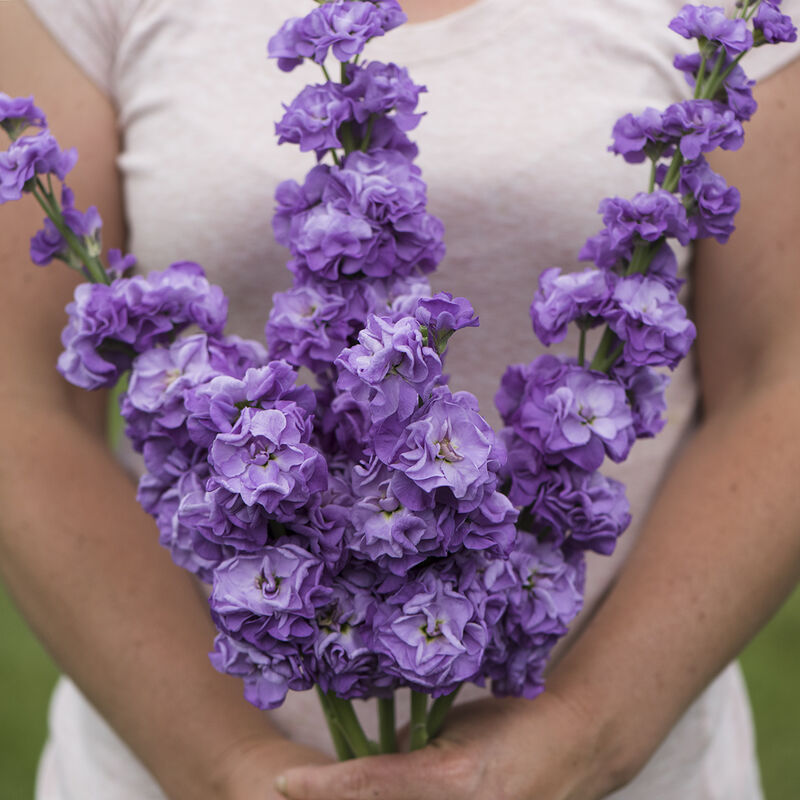 Matthiola bleu de fer