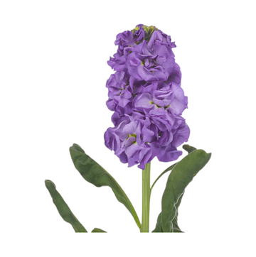 Matthiola bleu de fer