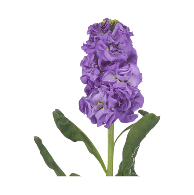 Matthiola bleu de fer