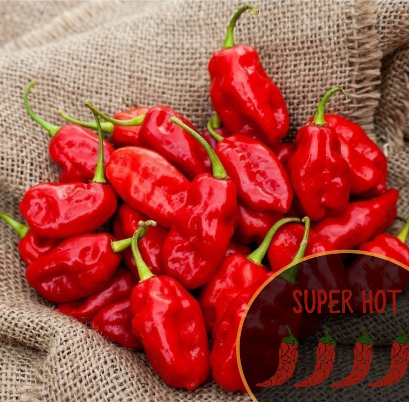 Habanero de l'île Isabela