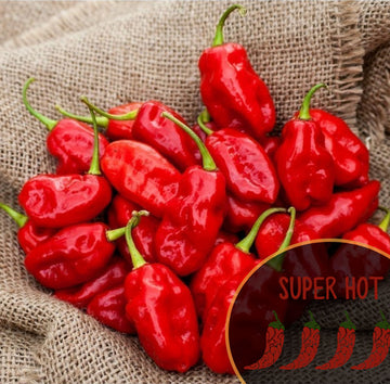 Habanero de l'île Isabela