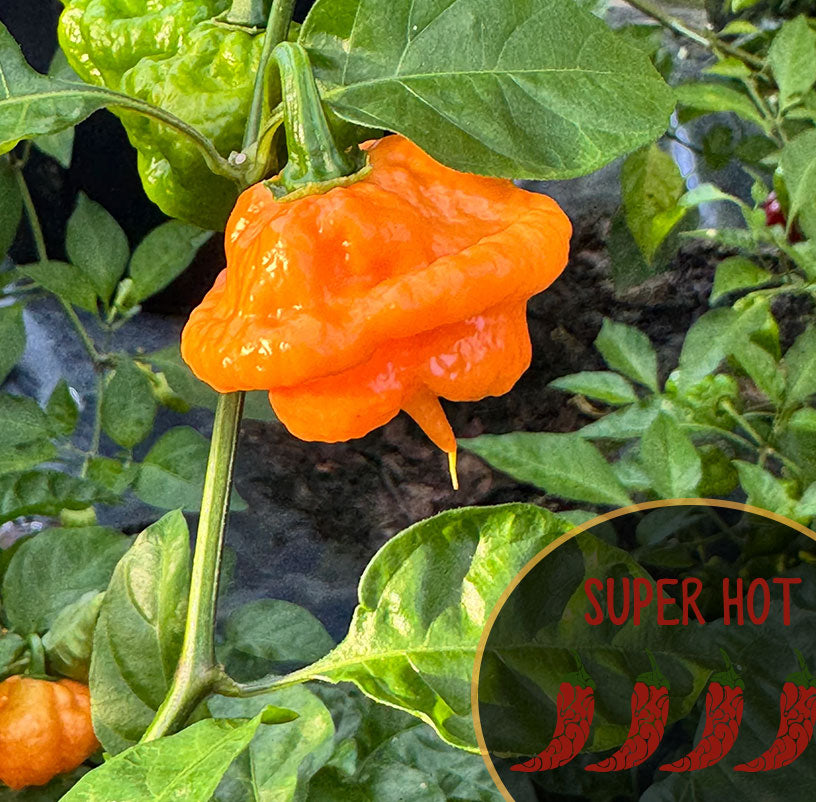 KSPS Khang Starr Peach Starburst chili pepper on a plant with green leaves, labeled 'Super Hot'.