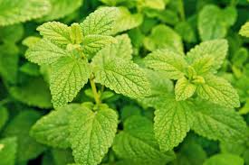 Mélisse officinale