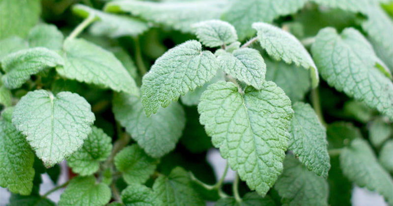 Mélisse officinale