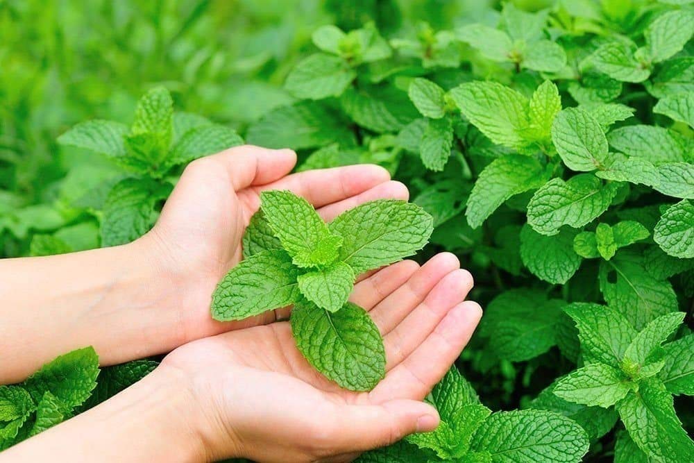Mélisse officinale