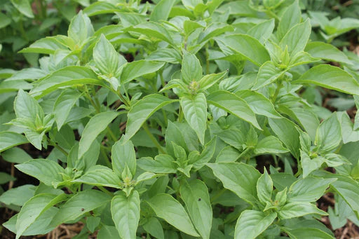 Citron Basilic