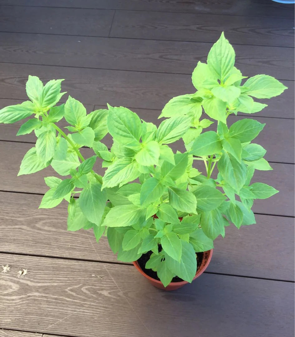 Citron Basilic