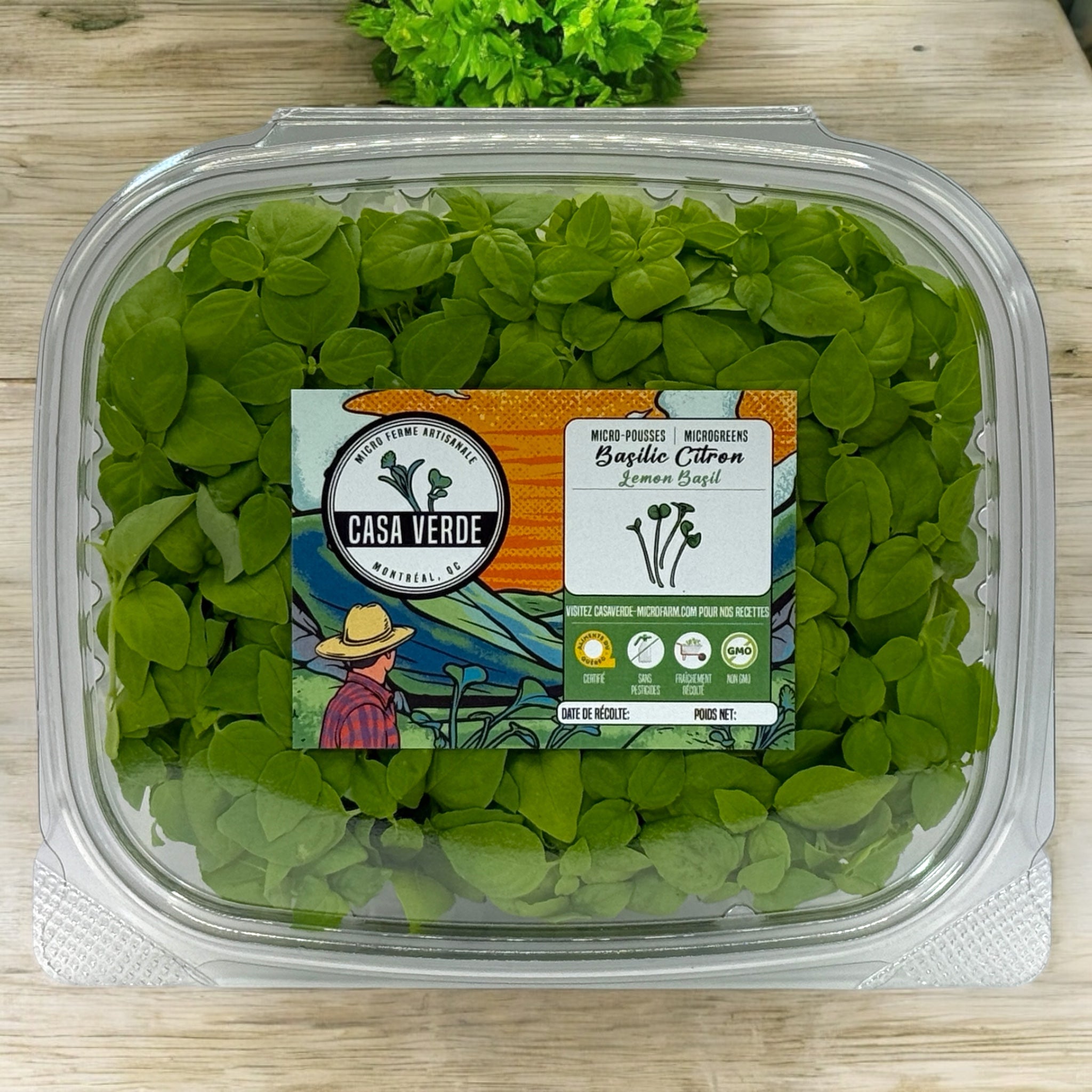 Lemon Basil