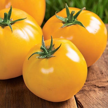 Tomate Lemon Boy