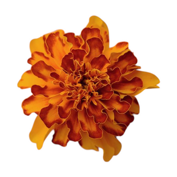 Marigold Bonanza Bolerno