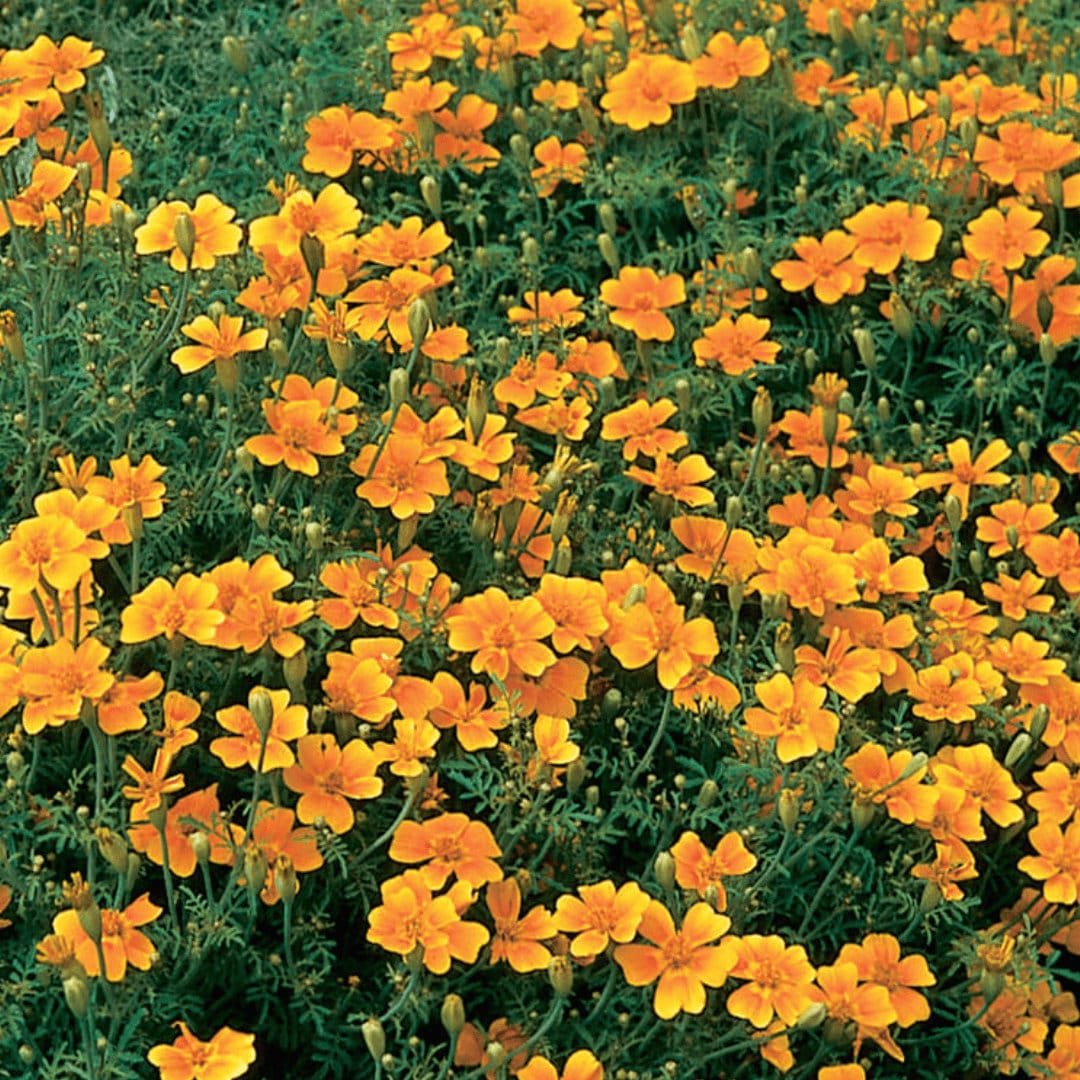 Souci gemme orange