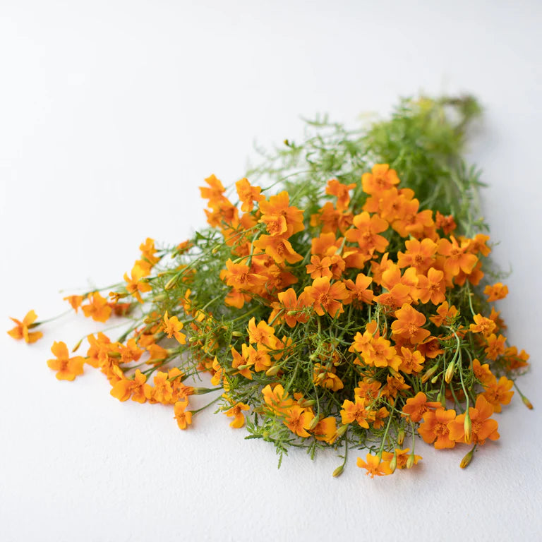 Souci gemme orange