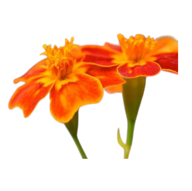Souci gemme orange