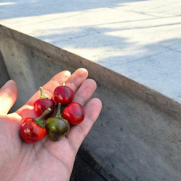 Hand holding red and green mattapeno-f3-mutant peppers with a concrete surface in the background