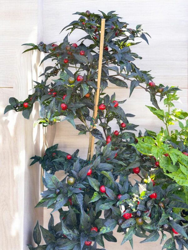 Artificial plant with red mattapeno-f3-mutant and green leaves against a white wall