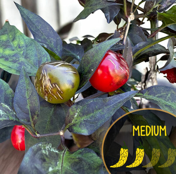 Mutant Mattapeno F3