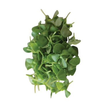 Mixed Basil (Stage 1)