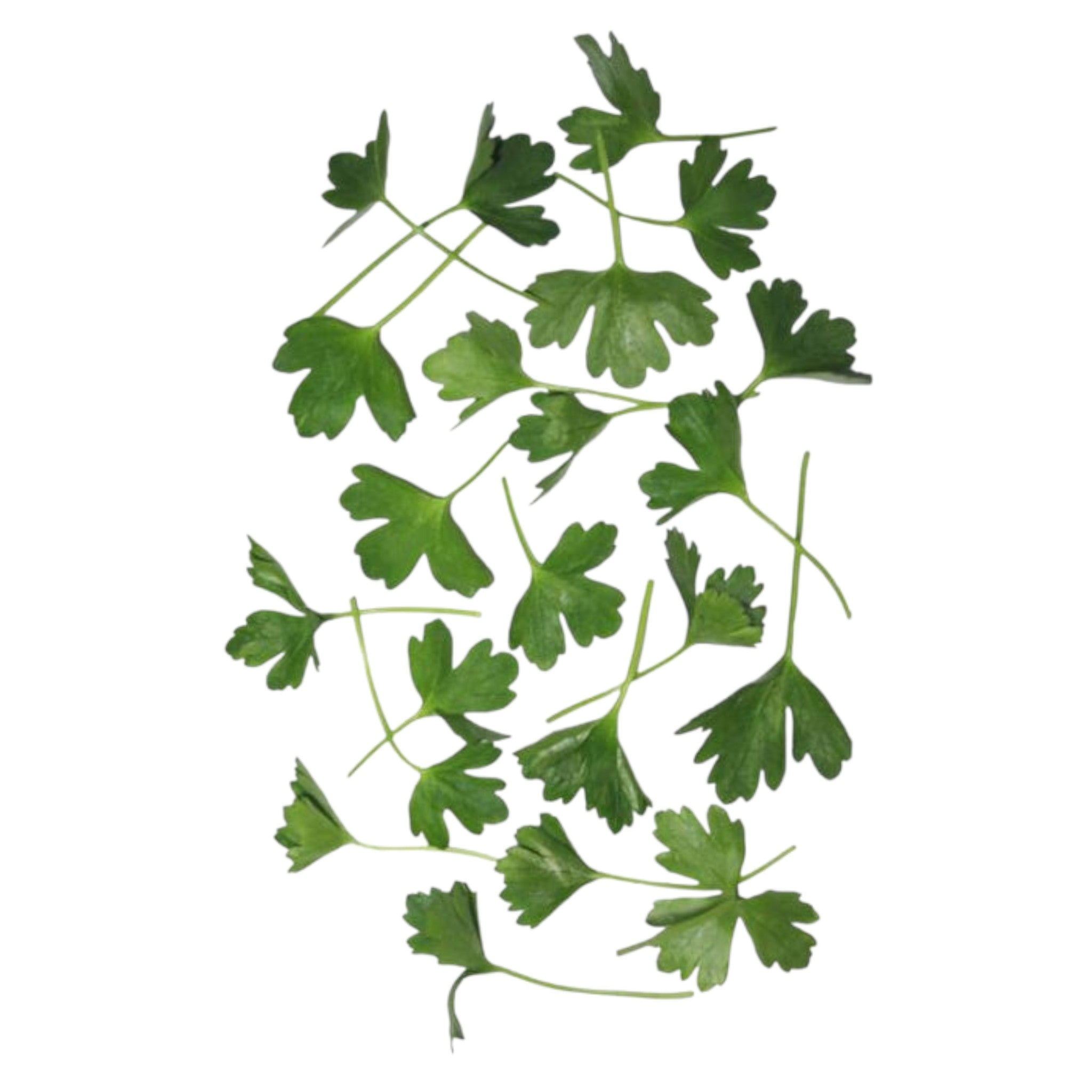 Parsley