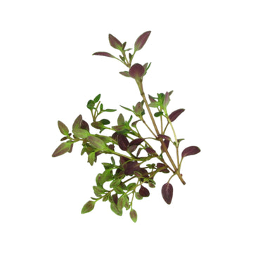 Micro Thyme