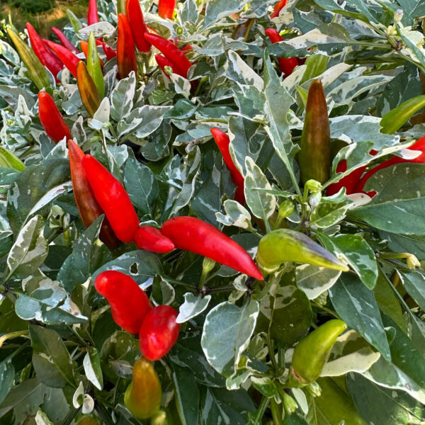 Red and green chili peppers growing on a plant with green leaves.