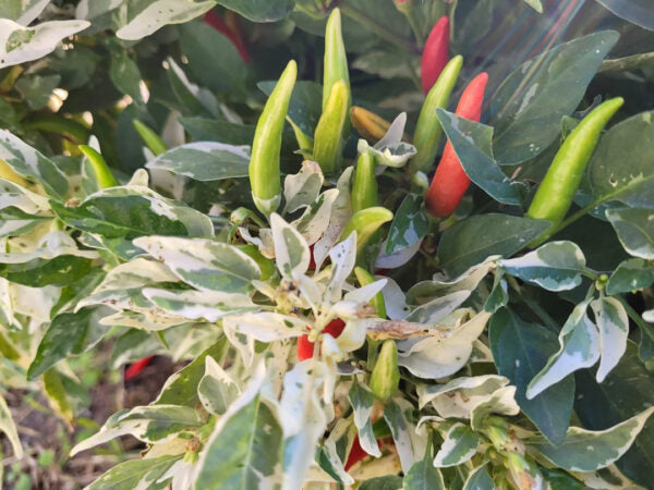 Green and red chili peppers growing on a plant with green leaves.
