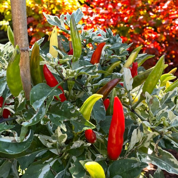 Red chili peppers growing on a plant with green leaves.